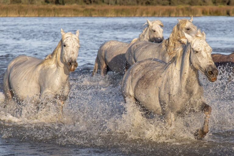 horses-g919048f55_1280